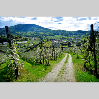 Apfelgärten im Apfelland in der Oststeiermark | © Oststeiermark Tourismus | Christian Strassegger