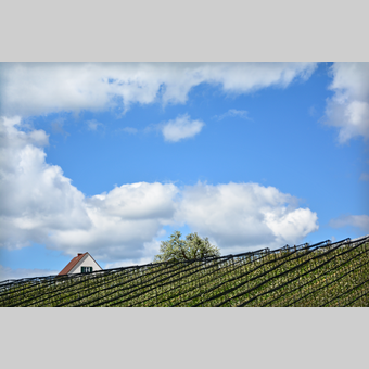 Apfelgärten in der Oststeiermark | © Oststeiermark Tourismus | Christian Strassegger