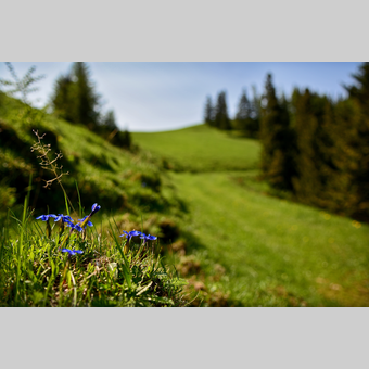 Almenland Landschaft in der Oststeiermark | © Oststeiermark Tourismus | Christian Strassegger