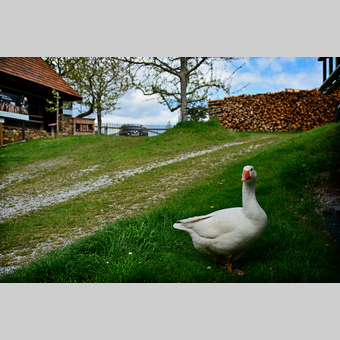 traumhafte Lage bei den Ferienhäuser Familie De Buigne in Pöllauberg | © Oststeiermark Tourismus | Christian Strassegger