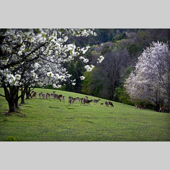 traumhafte Lage bei den Ferienhäuser Familie De Buigne in Pöllauberg | © Oststeiermark Tourismus | Christian Strassegger