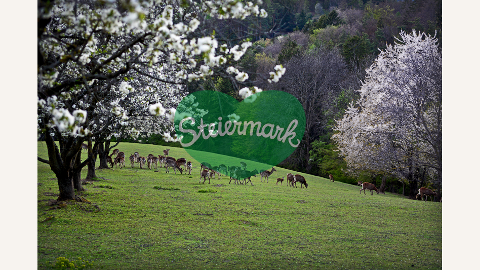 traumhafte Lage bei den Ferienhäuser Familie De Buigne in Pöllauberg | © Oststeiermark Tourismus | Christian Strassegger