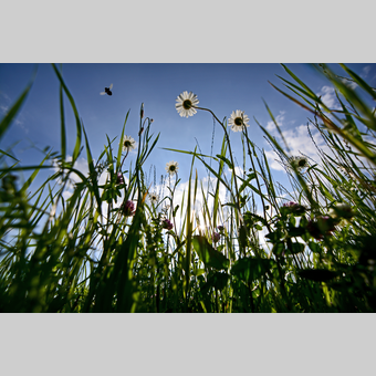 Wildblumenwiese in der Oststeiermark | © Oststeiermark Tourismus | Christian Strassegger