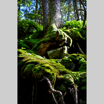 Moosbedeckte Wurzeln in der Oststeiermark | © Oststeiermark Tourismus | Christian Strassegger