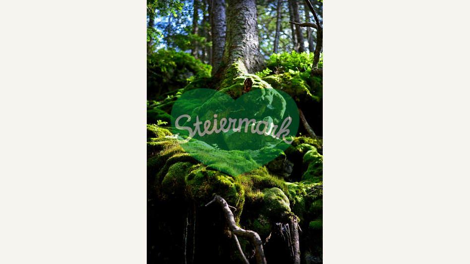 Moosbedeckte Wurzeln in der Oststeiermark | © Oststeiermark Tourismus | Christian Strassegger