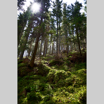 Waldgebiet in der Oststeiermark | © Oststeiermark Tourismus | Christian Strassegger