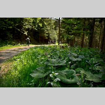 Waldweg im Almenland | © Oststeiermark Tourismus | Christian Strassegger