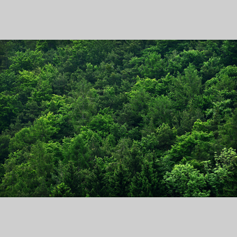 Wald Luftaufnahme in der Oststeiermark | © Oststeiermark Tourismus | Christian Strassegger