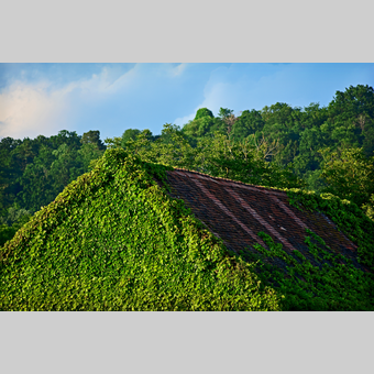 Efeubewachsenes Haus in der Oststeiermark | © Oststeiermark Tourismus | Christian Strassegger