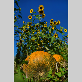 Kürbis und Sonnenblumen in der Oststeiermark | © Oststeiermark Tourismus | Christian Strassegger