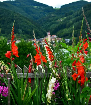 Blumen und Anger im Hintergrund | © Oststeiermark Tourismus | Christian Strassegger