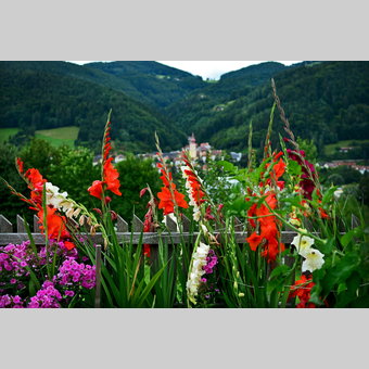 Blumen und Anger im Hintergrund | © Oststeiermark Tourismus | Christian Strassegger