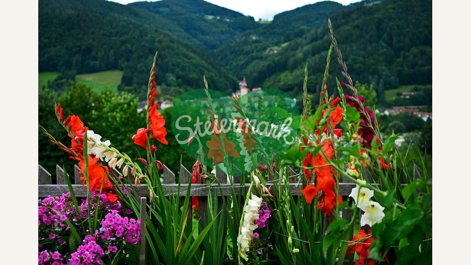 Blumen und Anger im Hintergrund | © Oststeiermark Tourismus | Christian Strassegger
