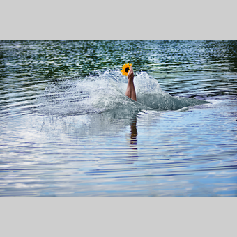 Sonnenblume im Stubenbergsee in der Oststeiermark | © Oststeiermark Tourismus | Christian Strassegger