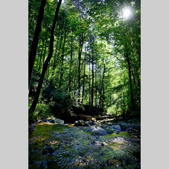 Waldlandschaft mit Bacherl in der Oststeiermark | © Oststeiermark Tourismus | Christian Strassegger