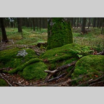 Moosbedeckte Wurzeln in der Oststeiermark | © Oststeiermark Tourismus | Christian Strassegger