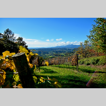 Herbstlandschaft im Apfelland in der Oststeiermark | © Oststeiermark Tourismus | Christian Strassegger
