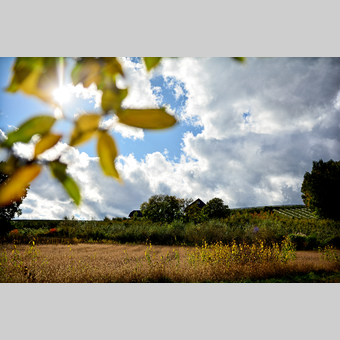herbstliche Stimmung in der Oststeiermark | © Oststeiermark Tourismus | Christian Strassegger