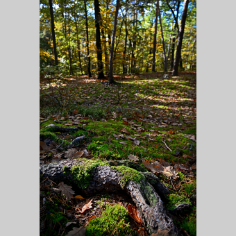 Waldgebiet in der Oststeiermark | © Oststeiermark Tourismus | Christian Strassegger