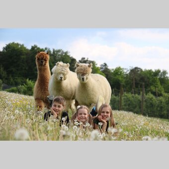Alpaka mit Kinder in der Wiese im Apfelland | © Oststeiermark Tourismus | Stephanie Hasenburger