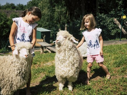 Urlaub am Bauernhof, Schafe streicheln | © Oststeiermark Tourismus, Bernhard Bergmann