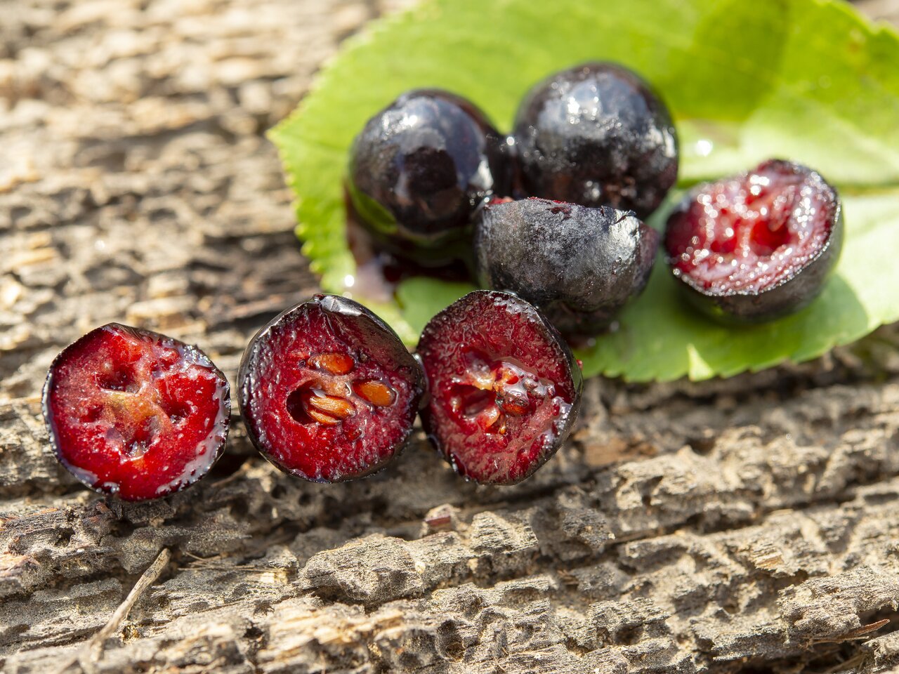 Aronia Manufaktur Köck | © Oststeiermark Tourismus, HansmannPR