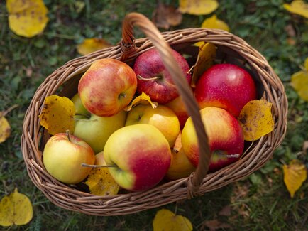 Apfelkorb
