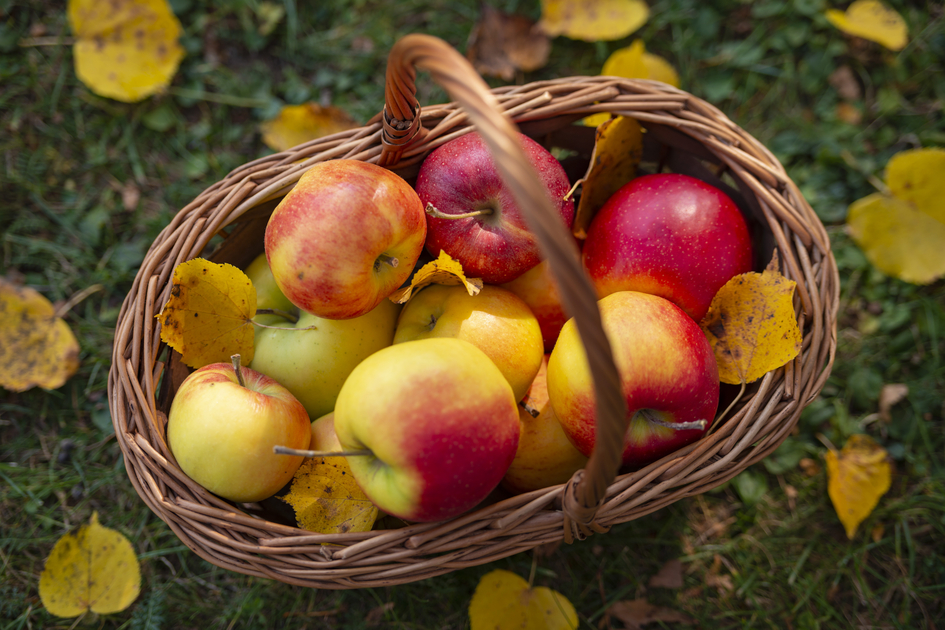 Apple basket from Eastern Styria | © TV Oststeiermark | Bernhard Bergmann