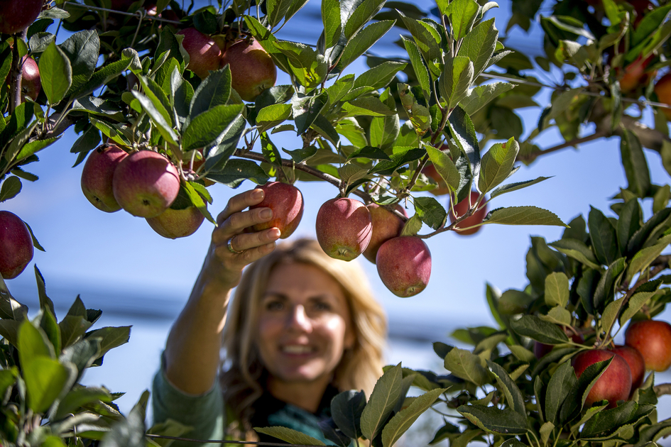 Picking apples on the Styrian Apple Road | © TV Oststeiermark | Tom Lamm