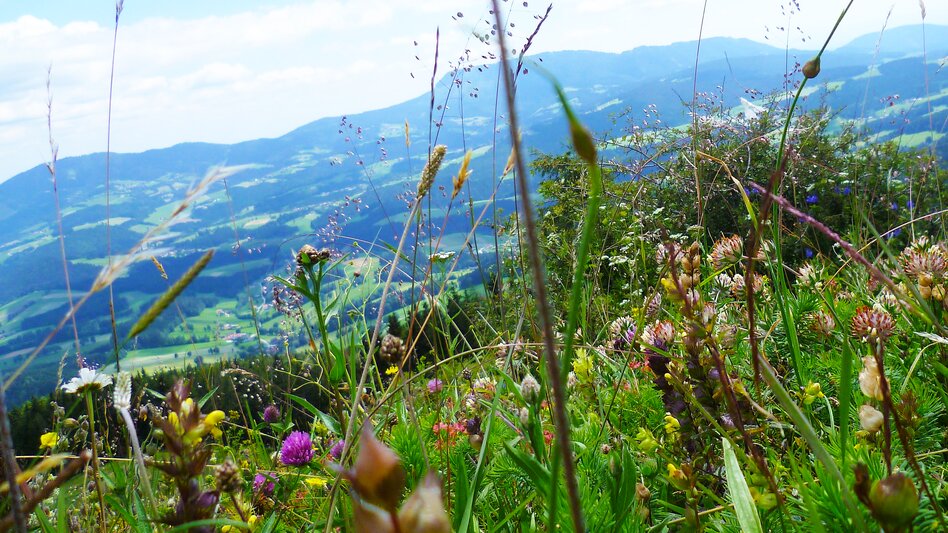 Flower meadow from Gschaid summit in eastern Styria | © TV Oststeiermark | Christine Pollhammer