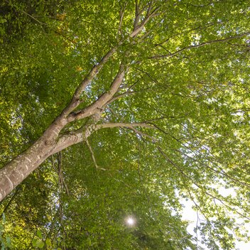 Sunshine through the cover of leaves in Eastern Styria | © Bernhard Bergmann | Bernhard Bergmann