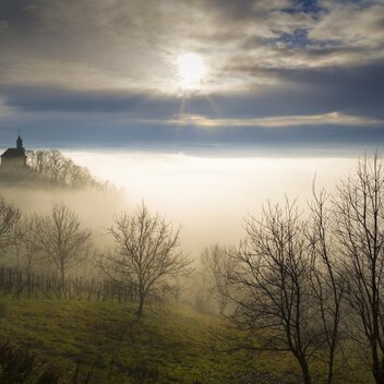 Vineyard on Ringkogel in the morning fog in Eastern Styria | © TV Oststeiermark | Bernhard Bergmann