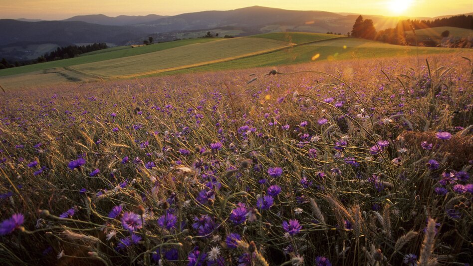 Kornblumenfeld bei Sonnenuntergang im Naturpark Almenland in der Oststeiermark | Bernhard Bergmann | © Oststeiermark Tourismus, Bernhard Bergmann