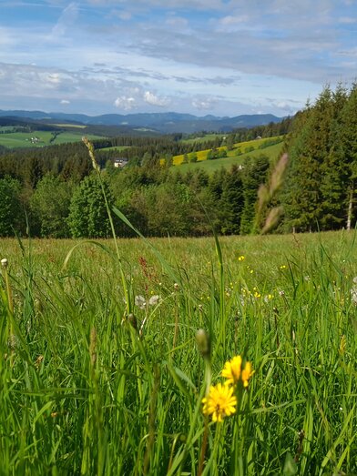Spring in Joglland - Waldheimat in Eastern Styria | © TV Oststeiermark | Birgit Kandlbauer