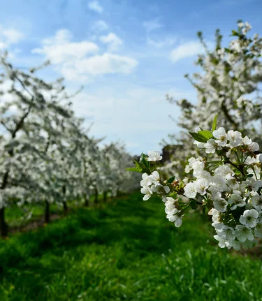 Spring-like apple blossoms in Eastern Styria | ©  Oststeiermark Tourismus | Christian Strassegger