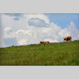 Kühe auf der Teichalm in der Oststeiermark | ©  Oststeiermark Tourismus | Christian Strassegger