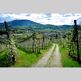 Frühlingshafte Apfelblüten in der Oststeiermark | ©  Oststeiermark Tourismus | Christian Strassegger