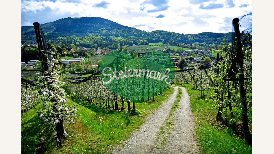 Frühlingshafte Apfelblüten in der Oststeiermark | ©  Oststeiermark Tourismus | Christian Strassegger