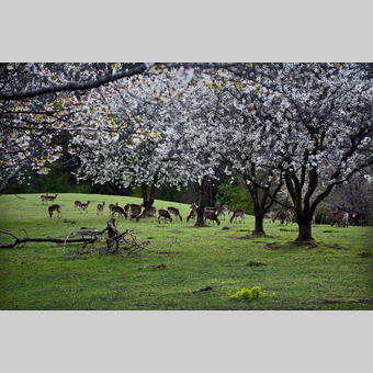 Rehe unter Blüten in der Oststeiermark | ©  Oststeiermark Tourismus | Christian Strassegger