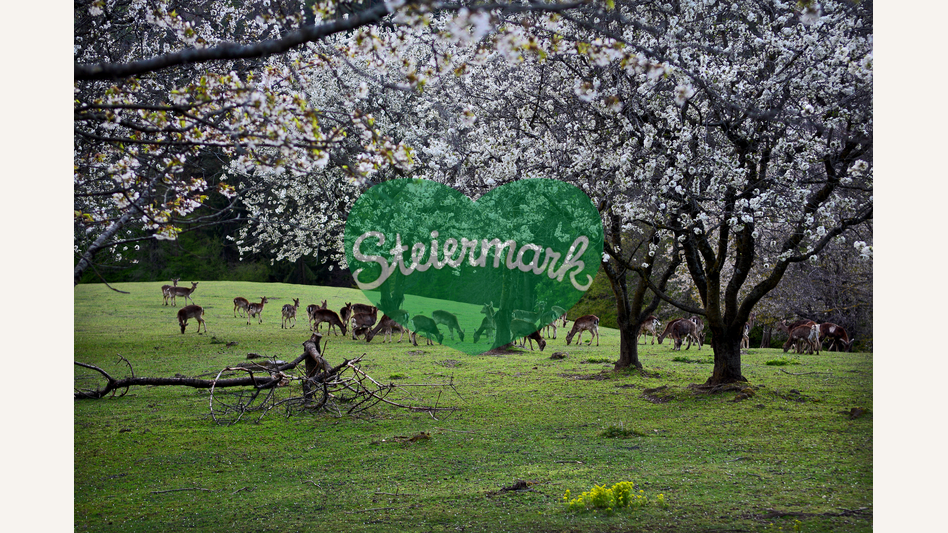 Rehe unter Blüten in der Oststeiermark | ©  Oststeiermark Tourismus | Christian Strassegger