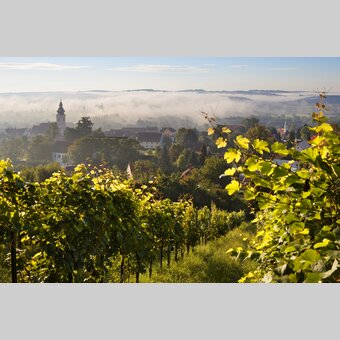Weingarten am Ring und Hartberg im Nebel | ©  Oststeiermark Tourismus | Bernhard Bergmann
