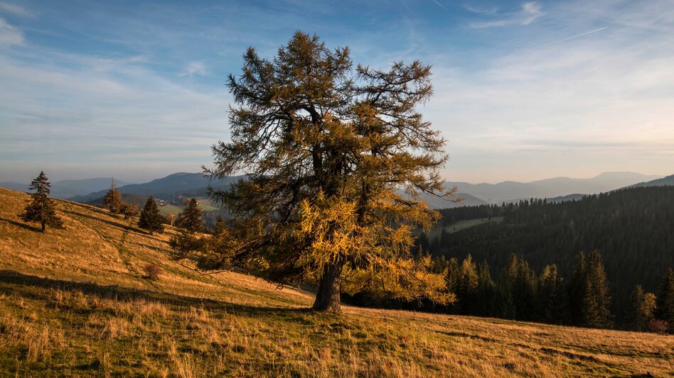 Autumn landscape in the Almenland Nature Park in Estern Styria | © Oststeiermark Tourismus | Bernhard Bergmann