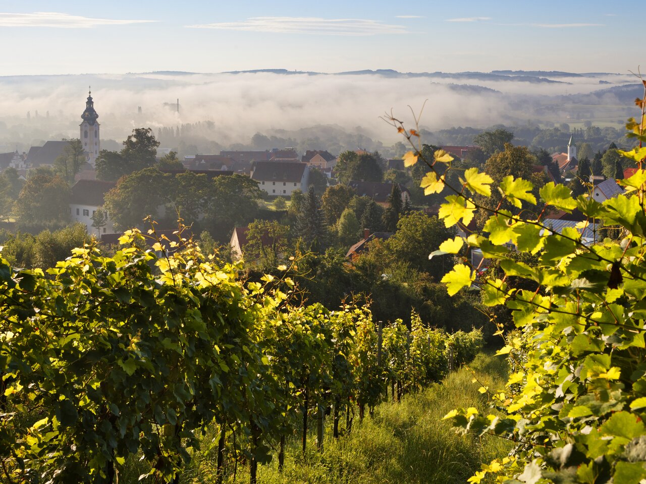 Weingärten mit Blick auf Hartberg in der Oststeiermark | © TV Oststeiermark | Bernhard Bergmann