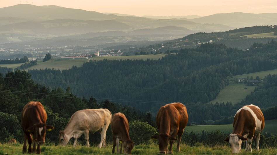 Schäffern - Impression #2.4