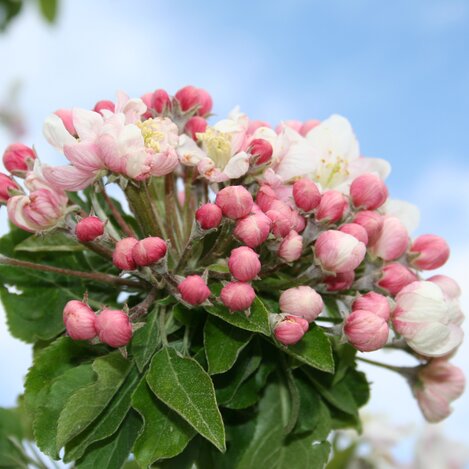 Apple blossom in Eastern Styria, the garden of Austria | © TV Oststeiermark | Walter Schneider | © TV Oststeiermark / Walter Schneider