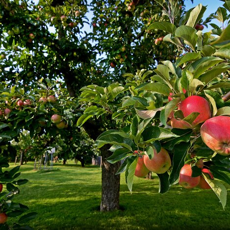 Apple Harvest in Eastern Styria | © TV Oststeiermark | Christian Strassegger