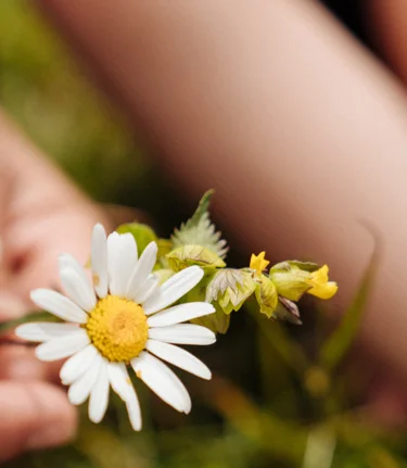 Camomile in the Almenland Nature Park | © 
Oststeiermark Tourismus | studiodraussen