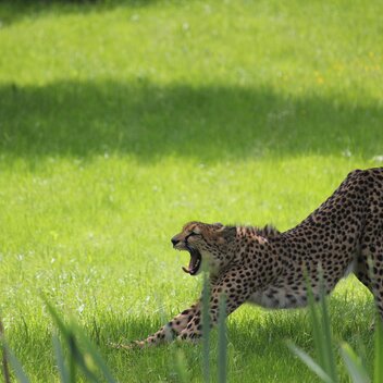Gepard im Tierpark | © Tierwelt Herberstein | Tierwelt Herberstein