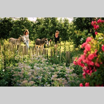 Shopping-Flanier-Tour mit Eseln im Naturpark Pöllauer Tal | ©  Oststeiermark Tourismus | Bernhard Bergmann