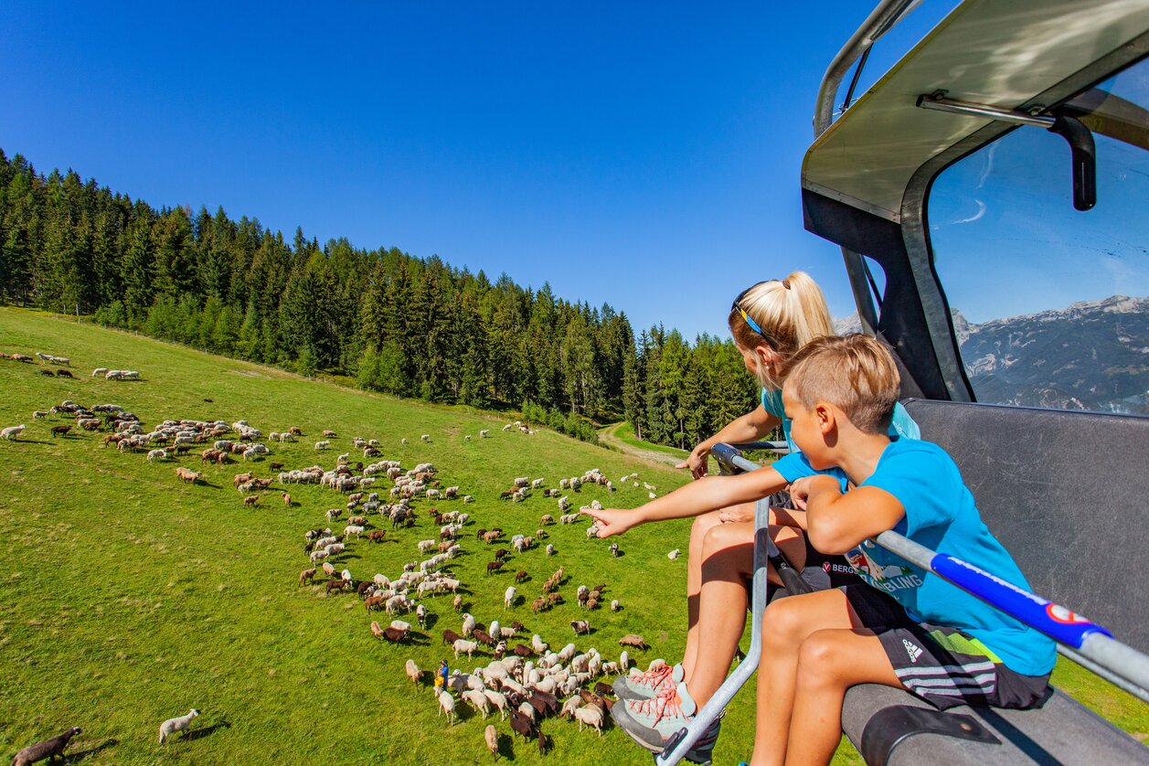 Schafe | © Hauser-Kaibling / René Eduard Perhab | René Eduard Perhab | © Hauser-Kaibling / René Eduard Perhab